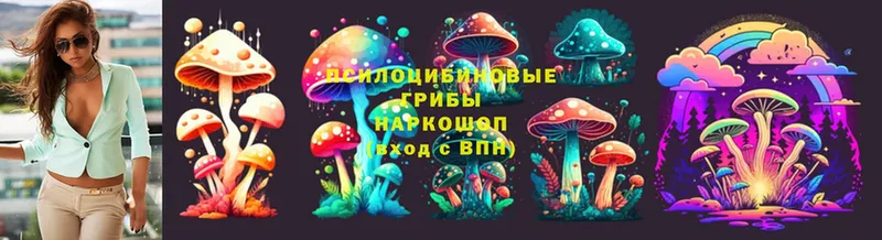 omg tor  Таганрог  Галлюциногенные грибы Psilocybe 